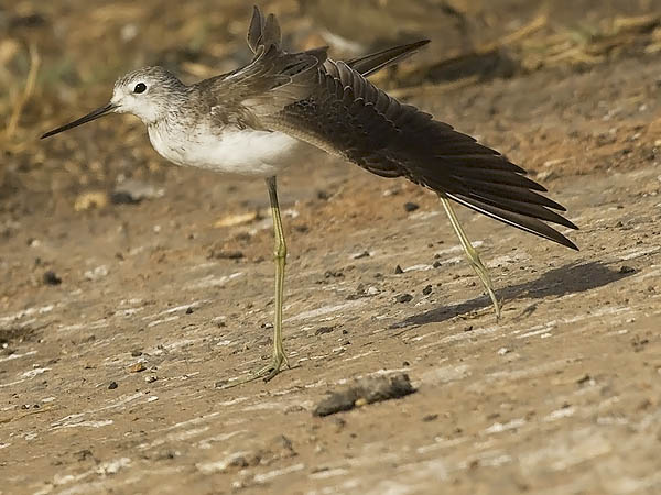 Lampiviklo, Marsh Sandpiper, Tringa stagnatilis